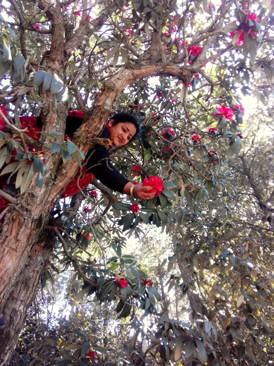 Picking buransh flowers from a tall tree